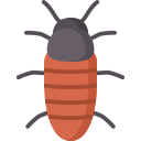 scarafaggio sibilante del madagascar