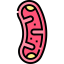 Mitochondria