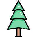 Spruce