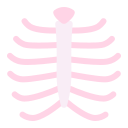 Rib cage