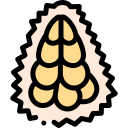 Jackfruit