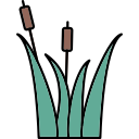 Reeds