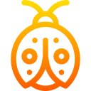 coccinelle