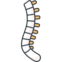 columna vertebral