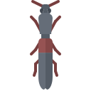 Beetle