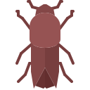 Beetle