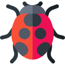 coccinella