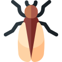 cicala