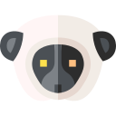 sifaka-lemur