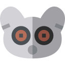 Gray mouse lemur