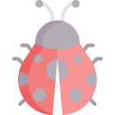 coccinelle