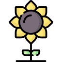 sonnenblume