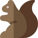 eichhörnchen