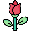 rosa