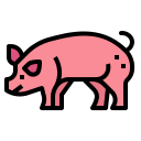 schwein