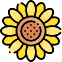 girasol