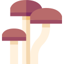 champignons