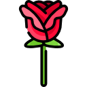 rosa