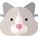 Ragdoll cat