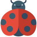 coccinelle