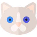 Рагамаффин кошка