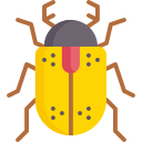 scarabée