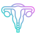 Uterus