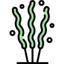 Algae