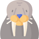 walrus