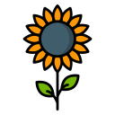 tournesol