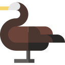 großer kormoran