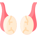 睾丸