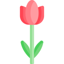 tulipa