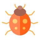 coccinelle