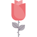 rose