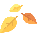 liście