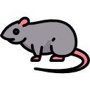 Rat