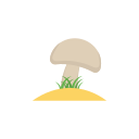 champiñón