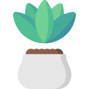 succulent