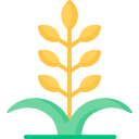 Растение пшеницы