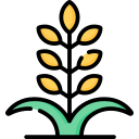 Wheat plant