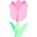 Тюльпан