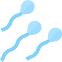 espermatozóide