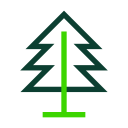 Pine