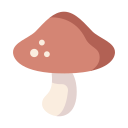 champignon