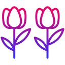 tulipes