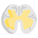 Spinal cord