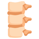 colonne vertébrale