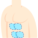 les abdominaux