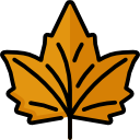 Maple leaf